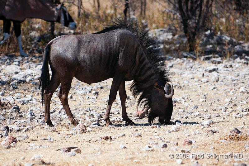 20090610_130808 D300 X1.jpg - Wildebeast in Etosha National Park, Namibia